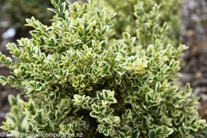 Buxus microphylla 'John Baldwin' hedge plant with cream and green foliage.