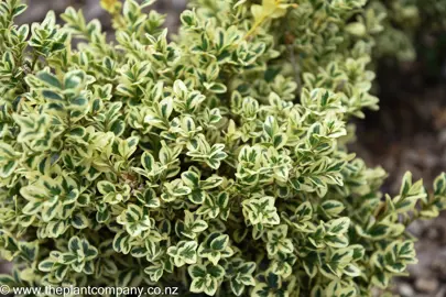 Buxus microphylla 'John Baldwin' plant with cream and green leaves.