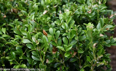 Buxus microphylla 'Koreana' plant with green foliage.