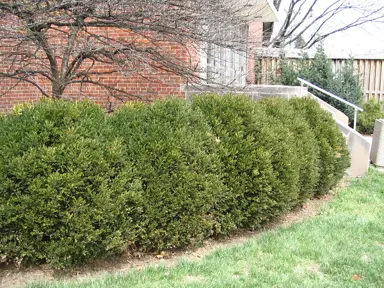 Buxus microphylla 'Koreana' (Korean Box) hedge.