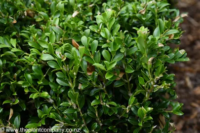 Buxus microphylla 'Koreana' hedge with green foliage.