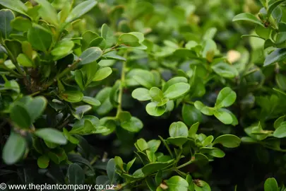 buxus-microphylla-