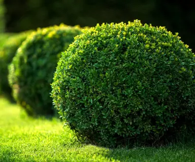 buxus-sempervirens--1