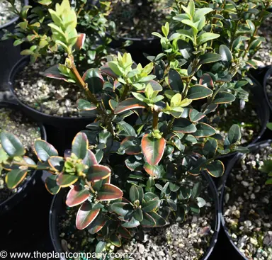 buxus-sempervirens--4