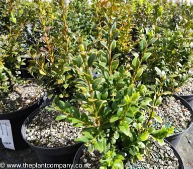 buxus-sempervirens--7