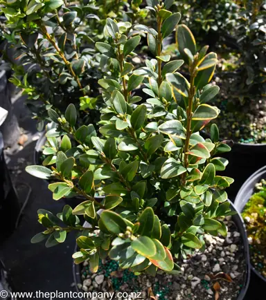 buxus-sempervirens--8