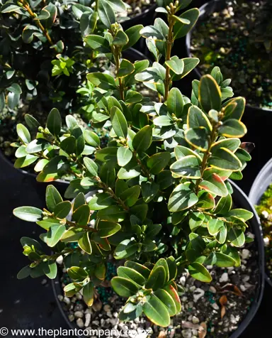 buxus-sempervirens--9