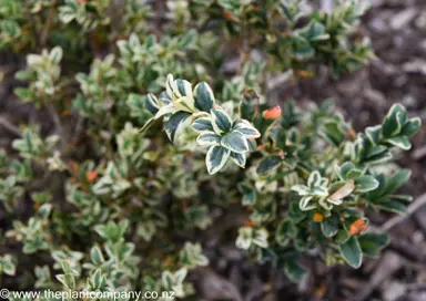 Buxus 'Elegatissima' dark green and cream foliage.