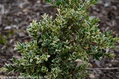 Buxus sempervirens 'Marginata'plant with variegated foliage.