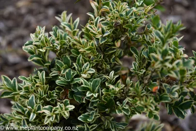 Buxus sempervirens 'Marginata' variegated green and cream leaves.