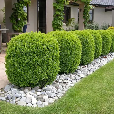 buxus-supergreen-3