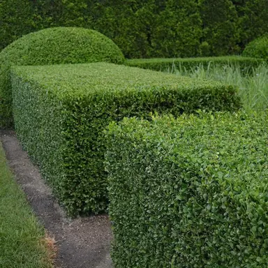 buxus-supergreen-4