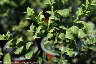 buxus-sempervirens-variegata--2