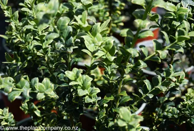 buxus-sempervirens-variegata--3