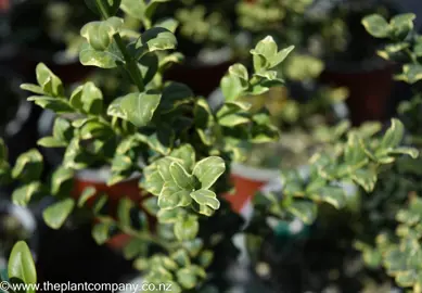 buxus-sempervirens-variegata--4