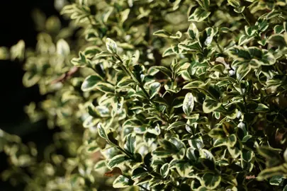 Buxus sempervirens variegata (Variegated Box) shrub with lush and colourful foliage.