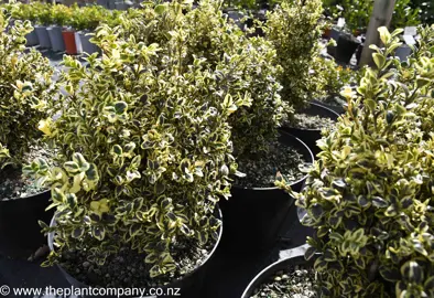 buxus-silver-beauty--1