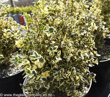 buxus-silver-beauty--2