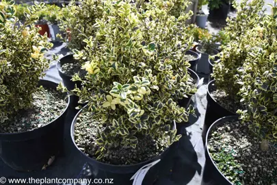 buxus-silver-beauty--3