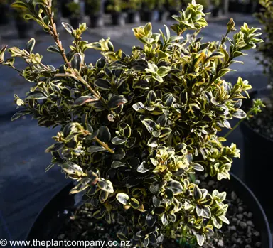 buxus-silver-beauty-