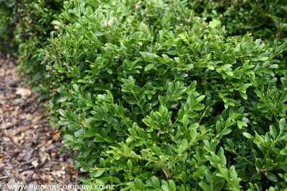 Buxus sinica 'Insularis' plants growing as a hedge.