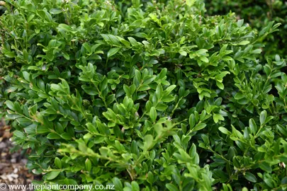 Buxus sinica 'Insularis' lush, green foliage.