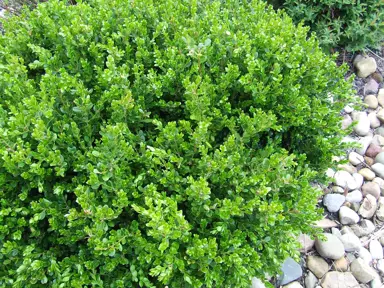 Buxus 'Winter Gem' shrub with elegant, green foliage.