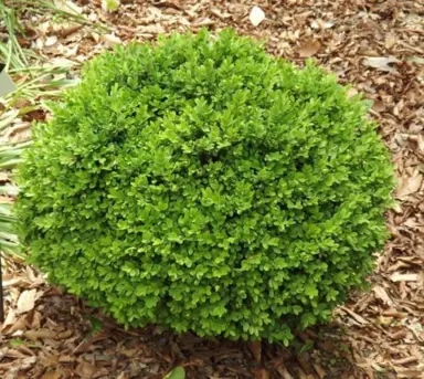 buxus-sempervirens-suffruticosa-2