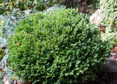 buxus-sempervirens-suffruticosa-3