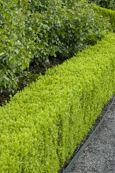 buxus-sempervirens-suffruticosa-5