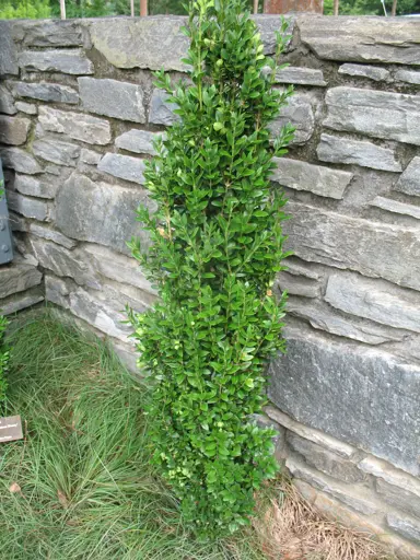 buxus-graham-blandy-3