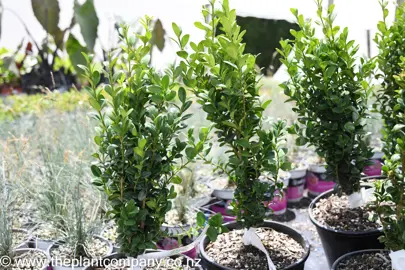 buxus-graham-blandy-5