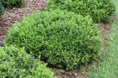 buxus-tide-hill-