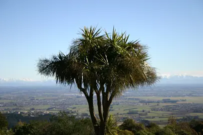 A large cabbage tree growing on a ridge.
