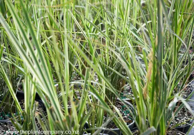 calamagrostis-overdam--1