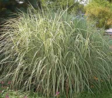 calamagrostis-overdam--2