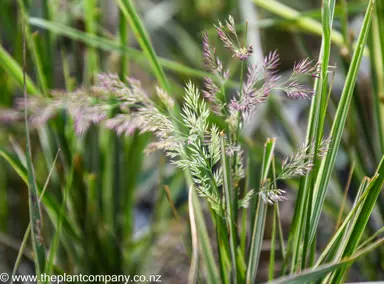 calamagrostis-overdam-