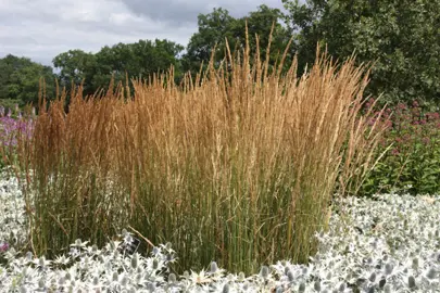 calamagrostis-karl-foerster-1