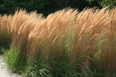 calamagrostis-karl-foerster-3