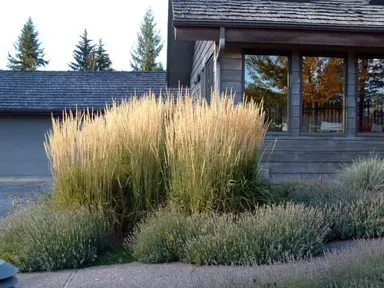 calamagrostis-karl-foerster-4