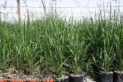 calamagrostis-karl-foerster-5