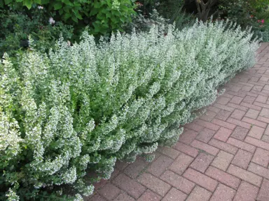 Calamintha 'White Cloud' with masses of white flowers in a border garden.