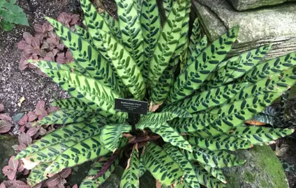 Calathea insignis (Rattlesnake Plant) with green and dark green variegated leaves.