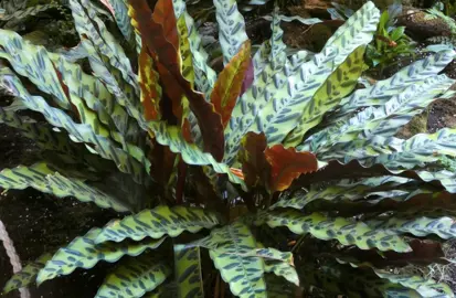 A Calathea insignis (Rattlesnake Plant) growing in a tropical garden.