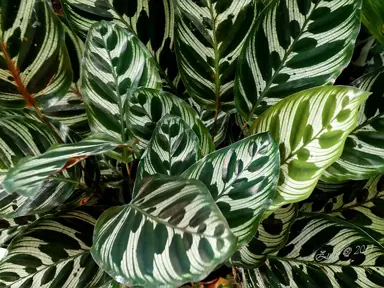 Elegant Calathea makoyana (Peacock Plant) variegated foliage.