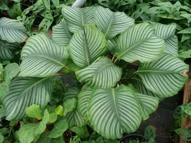 A large and stunning Calathea orbifolia plant with silver and green variegated leaves.