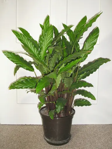 A stunning Calathea rufibarba (Velvet-Leaf Calathea) plant in a pot with lush green foliage.