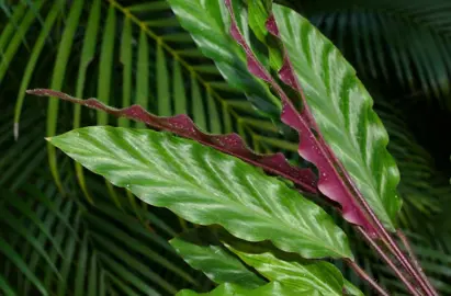 Calathea rufibarba green foliage with a purple underside.
