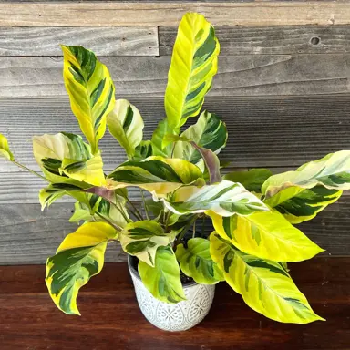 Calathea Yellow Fusion plant in a pot with vibrant foliage.