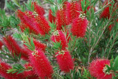 callistemon-betka-beauty-